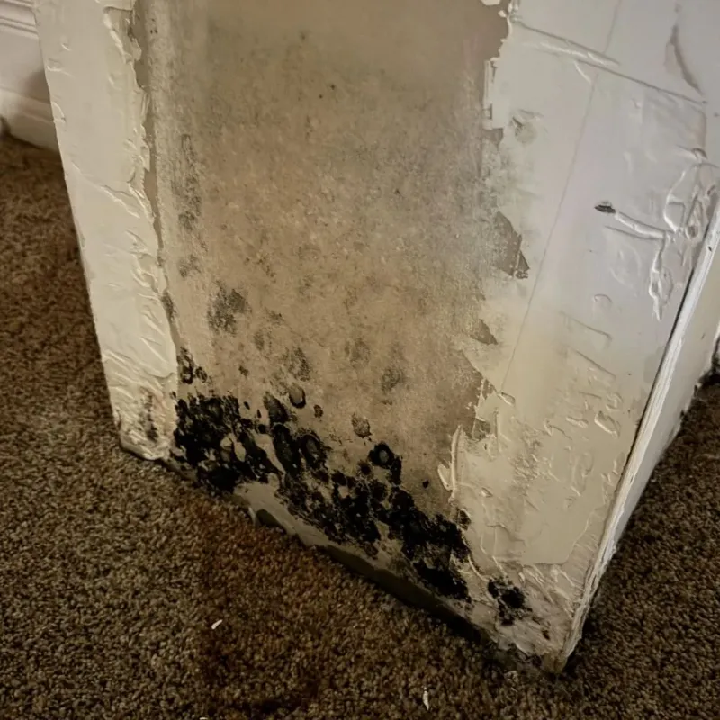 Professional Mold Removal in Titusville, PA